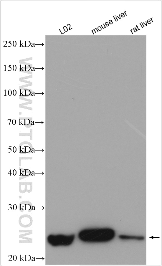 WB analysis using 16842-1-AP