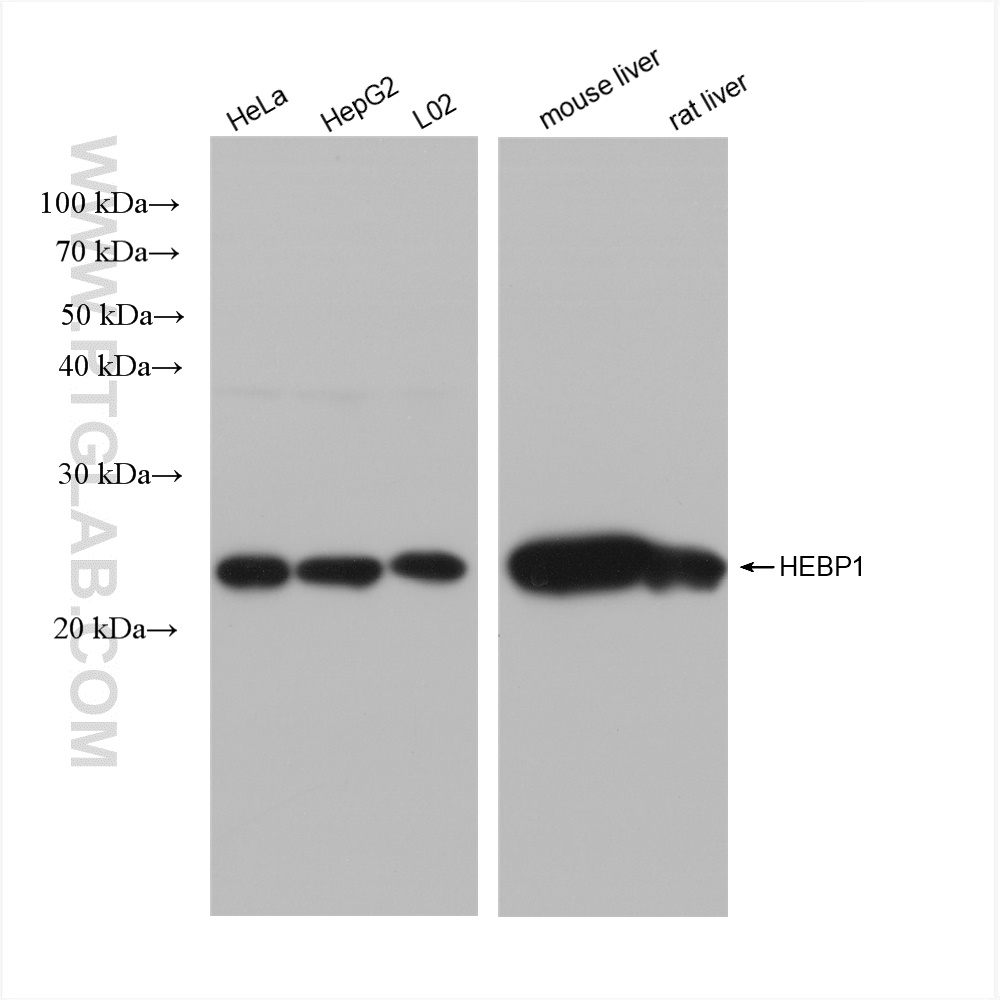 WB analysis using 82950-1-RR
