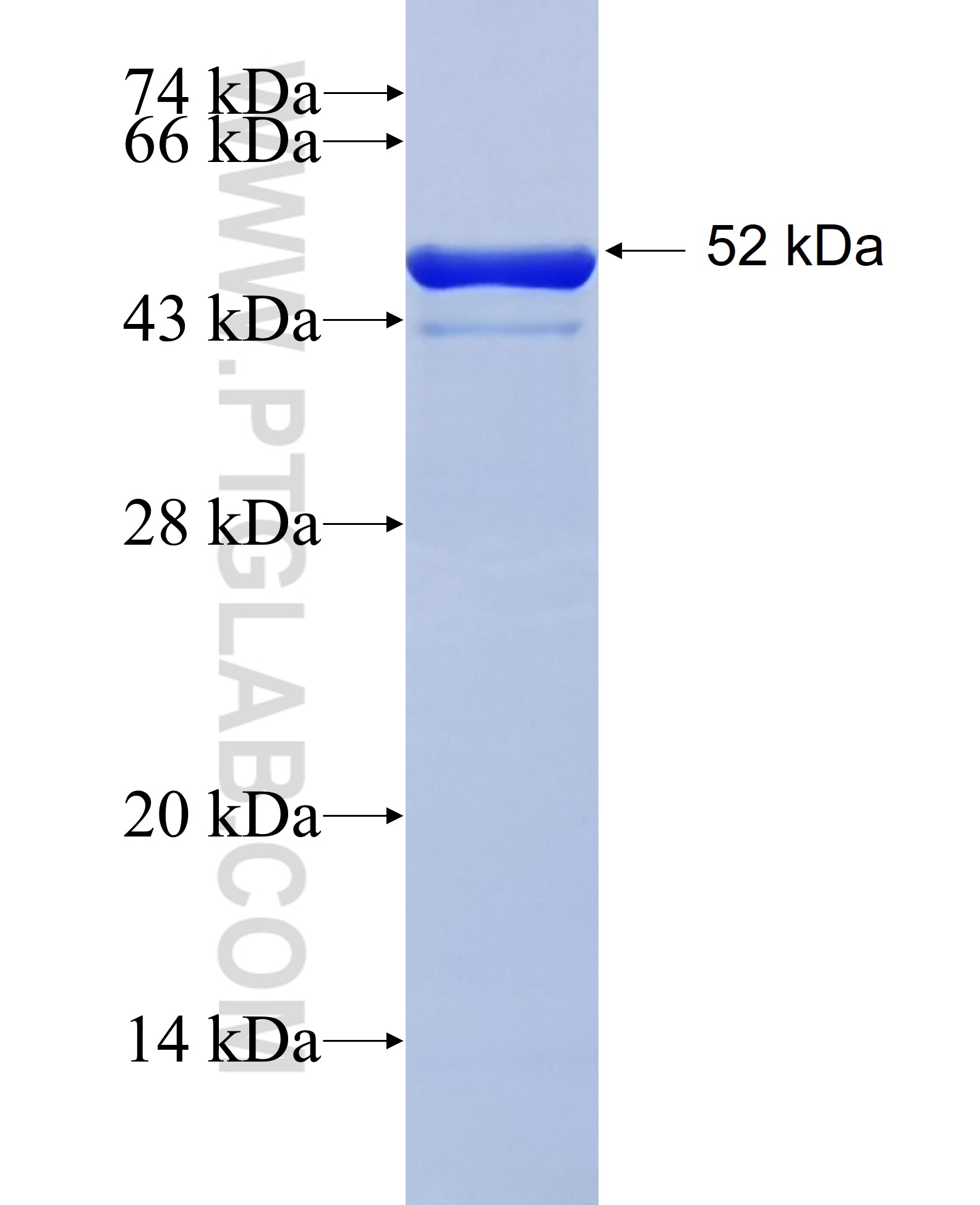 HEBP2 fusion protein Ag3387 SDS-PAGE