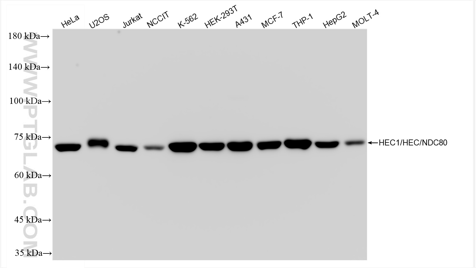 WB analysis using 83859-1-RR (same clone as 83859-1-PBS)