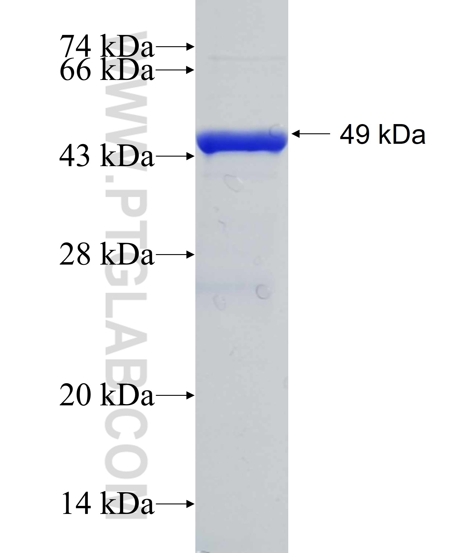 HECTD3 fusion protein Ag1998 SDS-PAGE