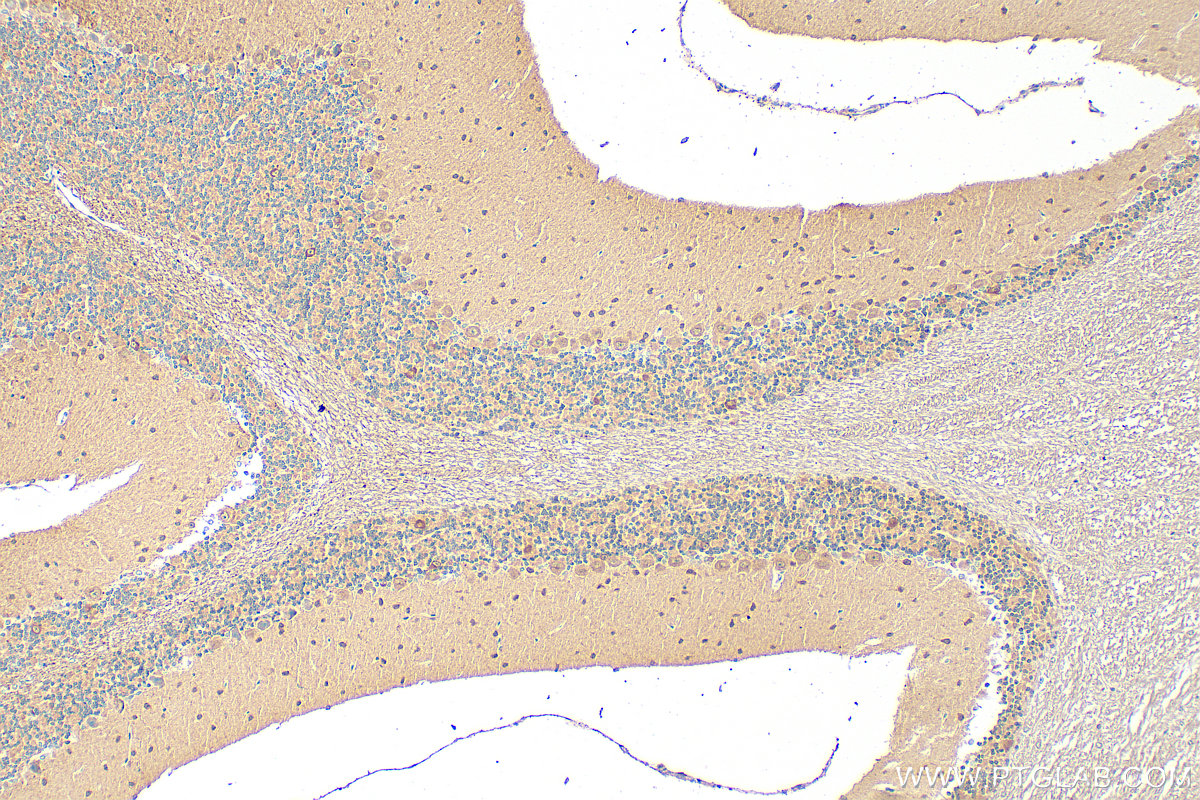 IHC staining of mouse cerebellum using 32026-1-AP