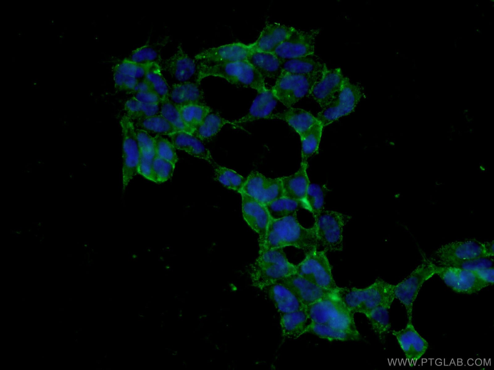 IF Staining of HEK-293 using 27347-1-AP