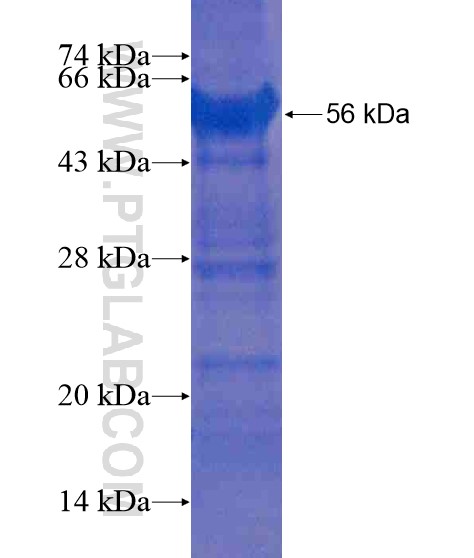 HELB fusion protein Ag20345 SDS-PAGE HELB fusion protein Ag20345 SDS-PAGE