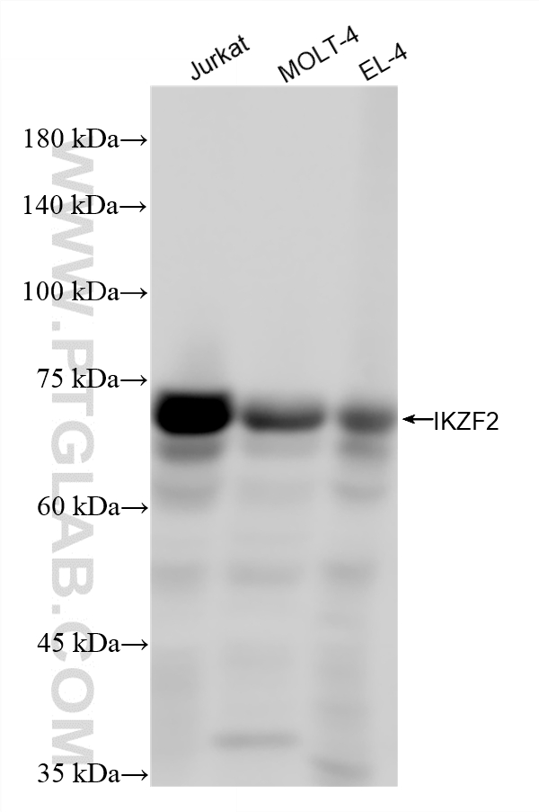 WB analysis using 87876-1-RR WB analysis using 87876-1-RR
