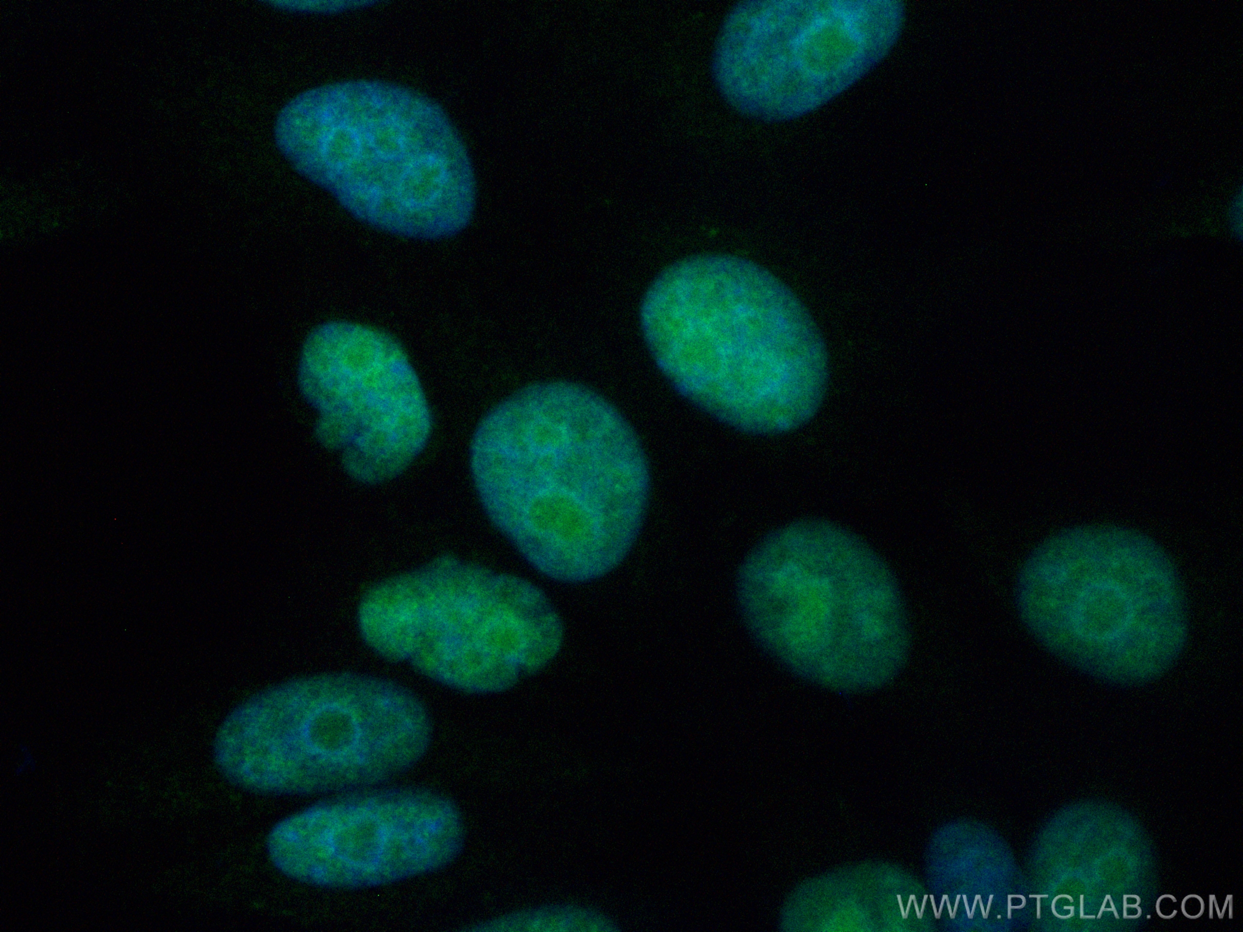 IF Staining of HepG2 using CL488-11955