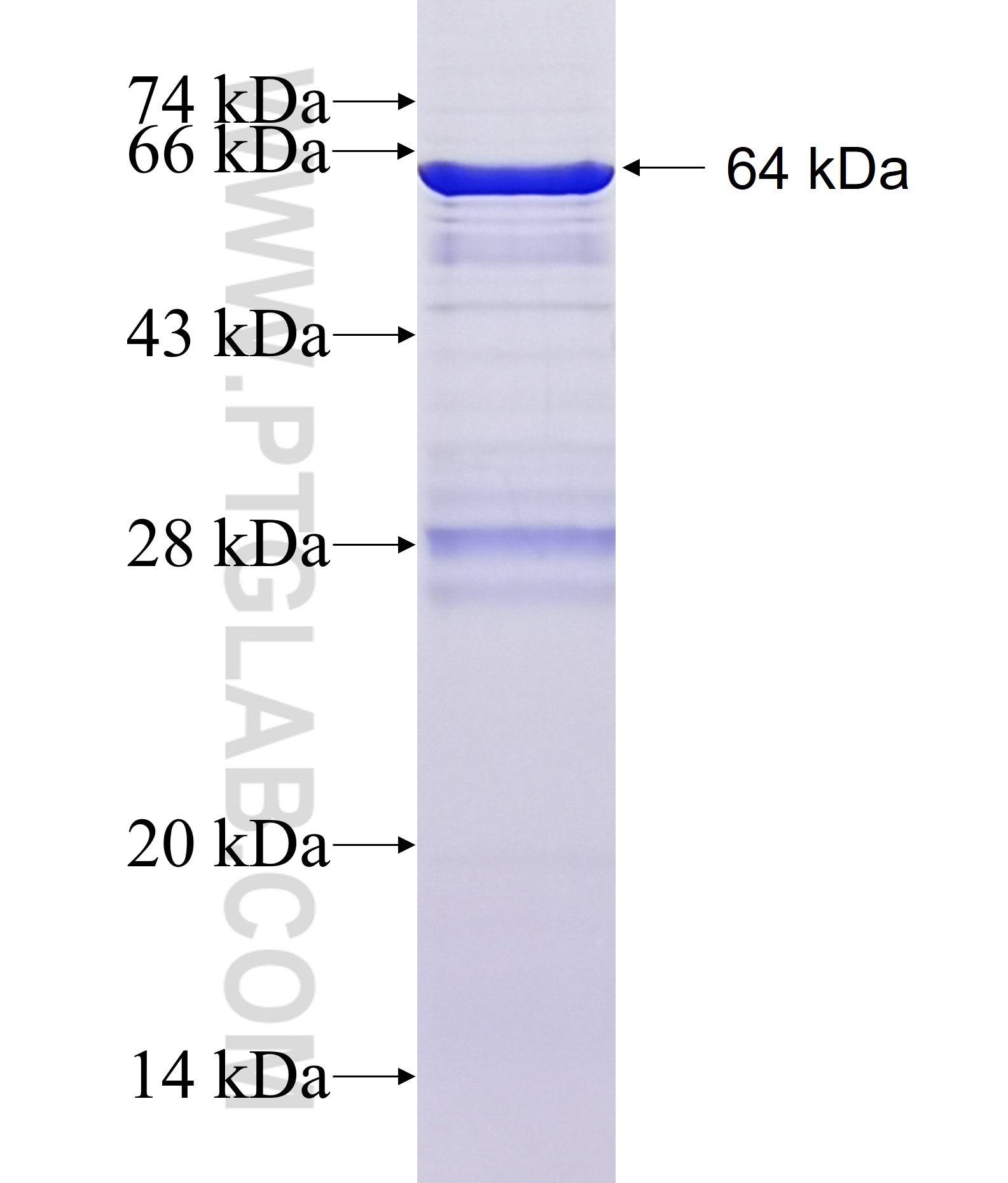 HELLS fusion protein Ag2558 SDS-PAGE