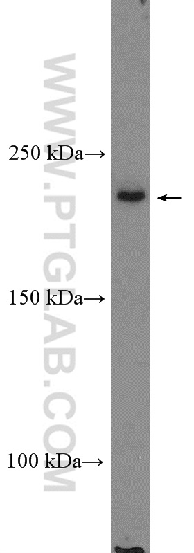 WB analysis of HeLa using 26635-1-AP