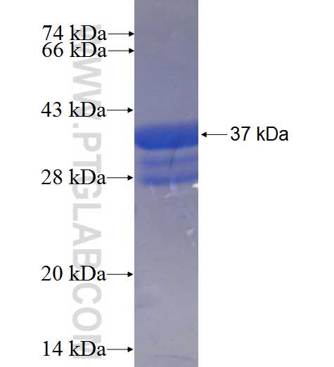 HELZ fusion protein Ag24326 SDS-PAGE