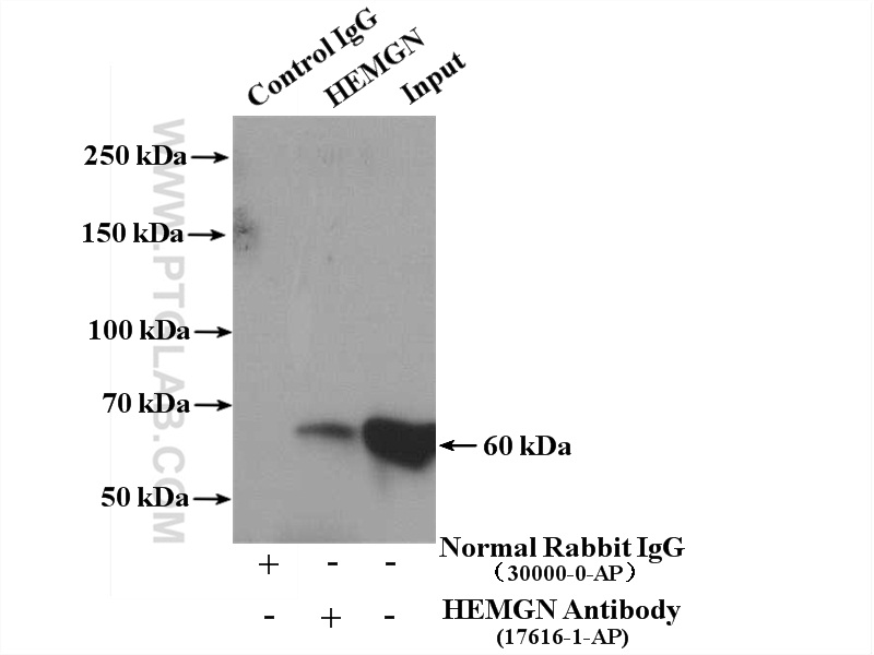 IP experiment of HL-60 using 17616-1-AP