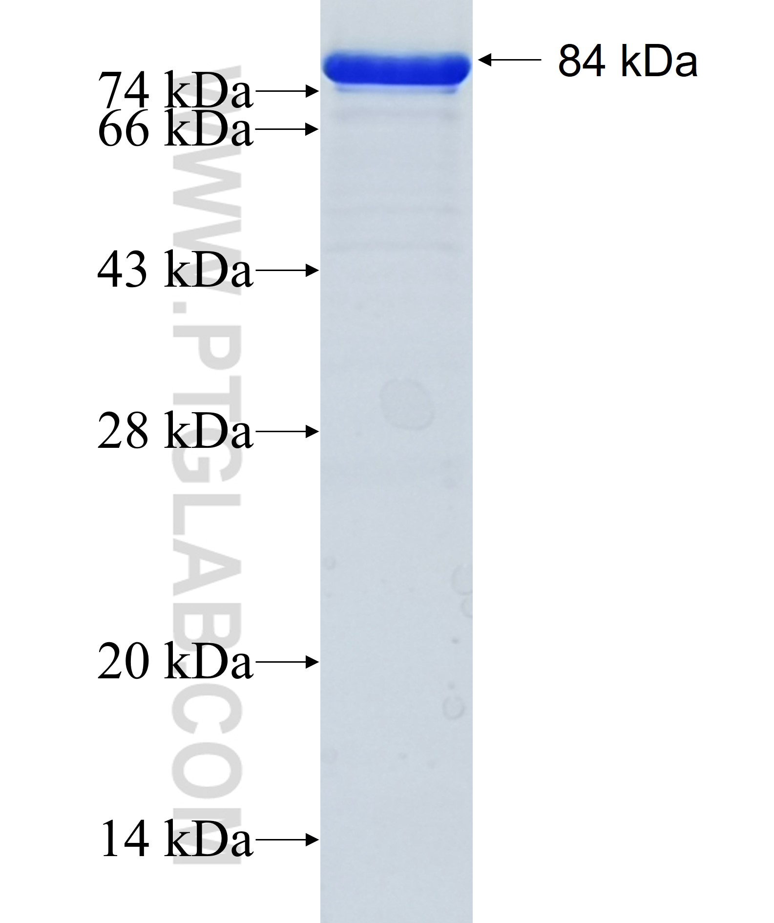 HEMGN fusion protein Ag11793 SDS-PAGE