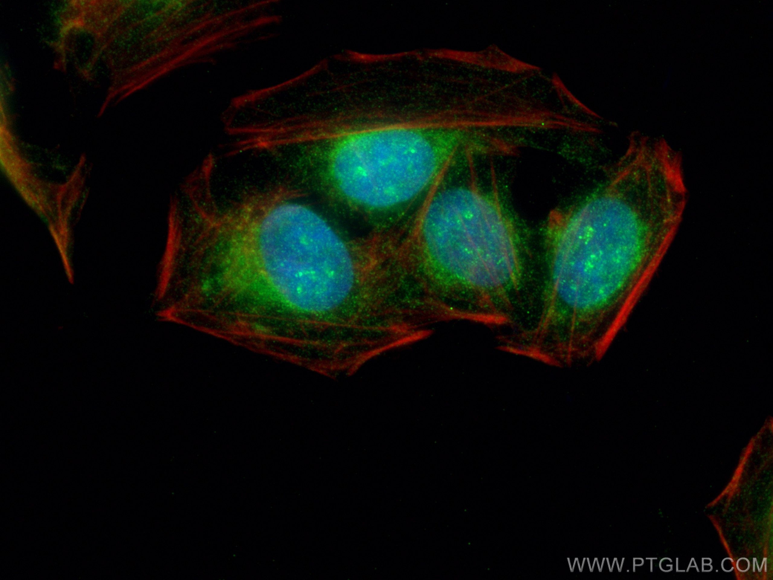 IF Staining of U2OS using 27459-1-AP