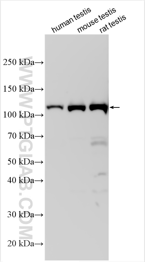 WB analysis using 13691-1-AP