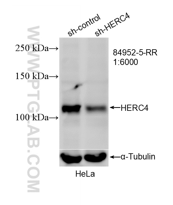 WB analysis of HeLa using 84952-5-RR