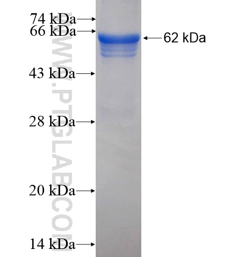 HERC4 fusion protein Ag4566 SDS-PAGE