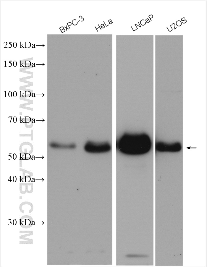 WB analysis using 10813-1-AP