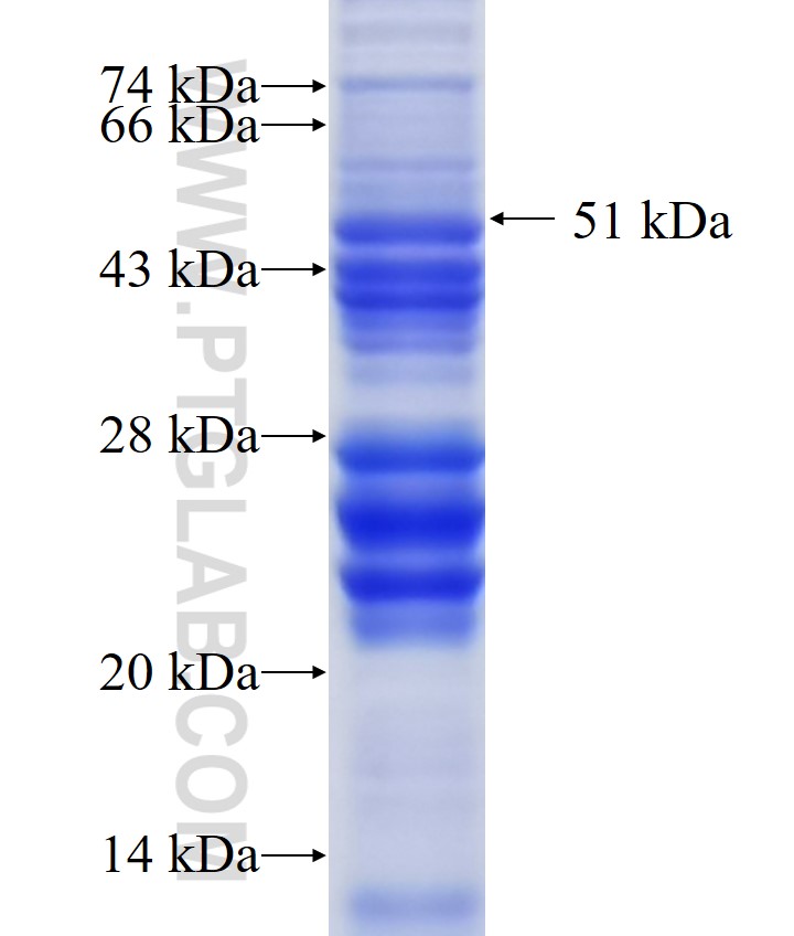 HERPUD1 fusion protein Ag34891 SDS-PAGE