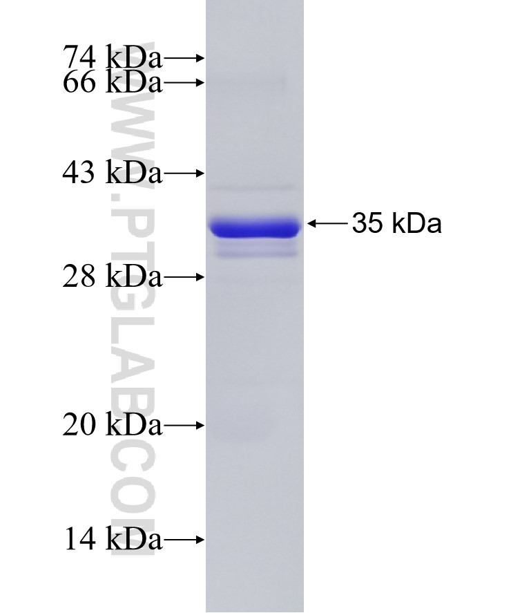 HES1 fusion protein Ag26336 SDS-PAGE HES1 fusion protein Ag26336 SDS-PAGE