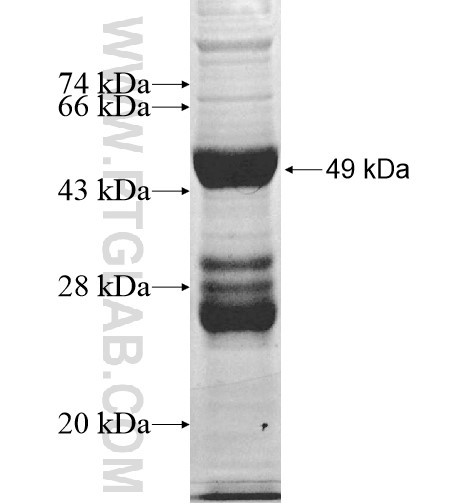 HESX1 fusion protein Ag12348 SDS-PAGE