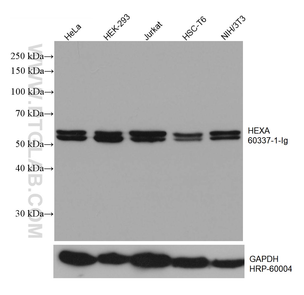 WB analysis using 60337-1-Ig