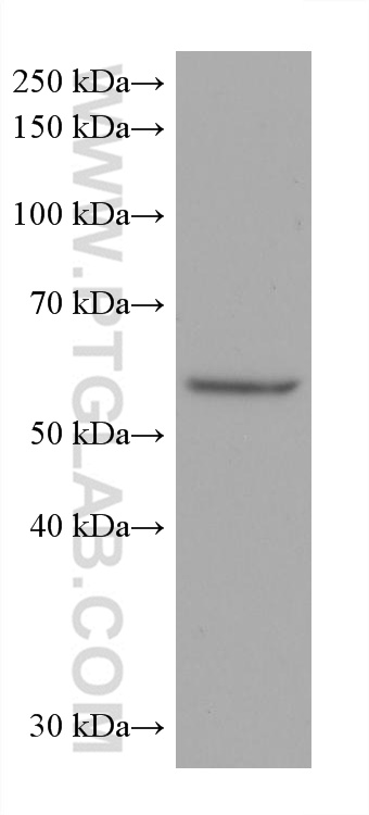 WB analysis of Caco-2 using 66311-1-Ig