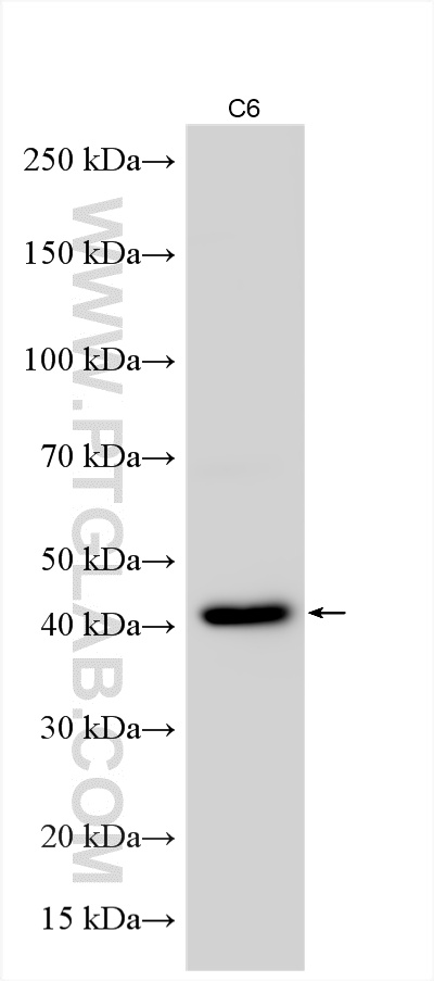 WB analysis of C6 using 16598-1-AP