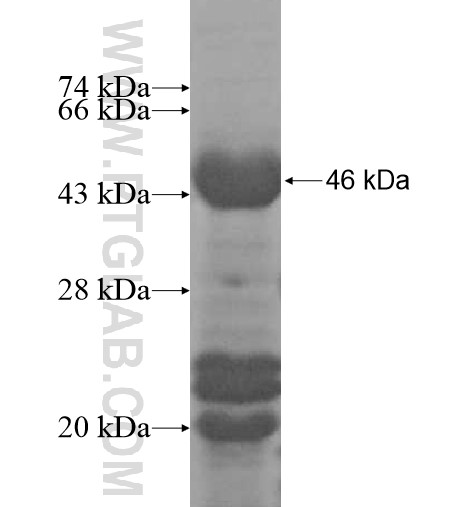HEXIM2 fusion protein Ag11666 SDS-PAGE HEXIM2 fusion protein Ag11666 SDS-PAGE