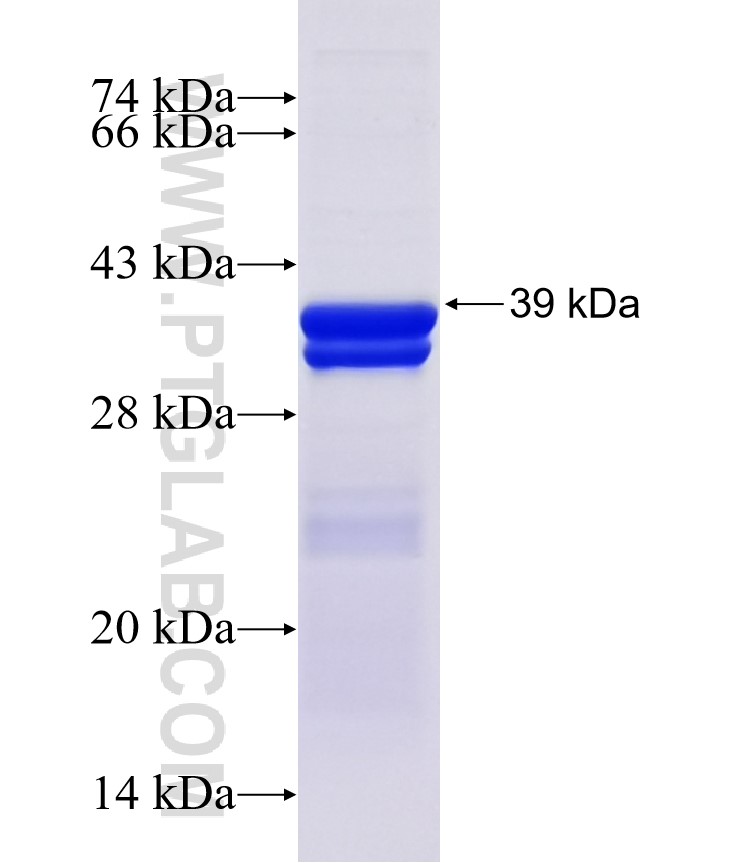 HEYL fusion protein Ag8163 SDS-PAGE