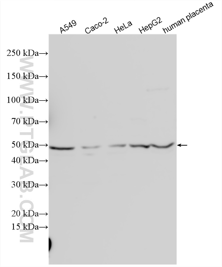 WB analysis using 17954-1-AP