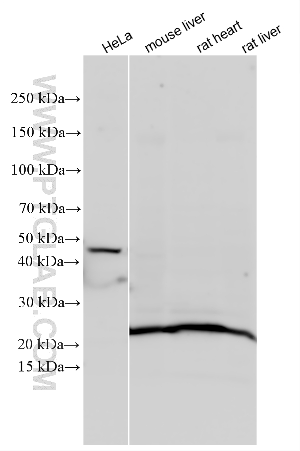 WB analysis using 11758-1-AP