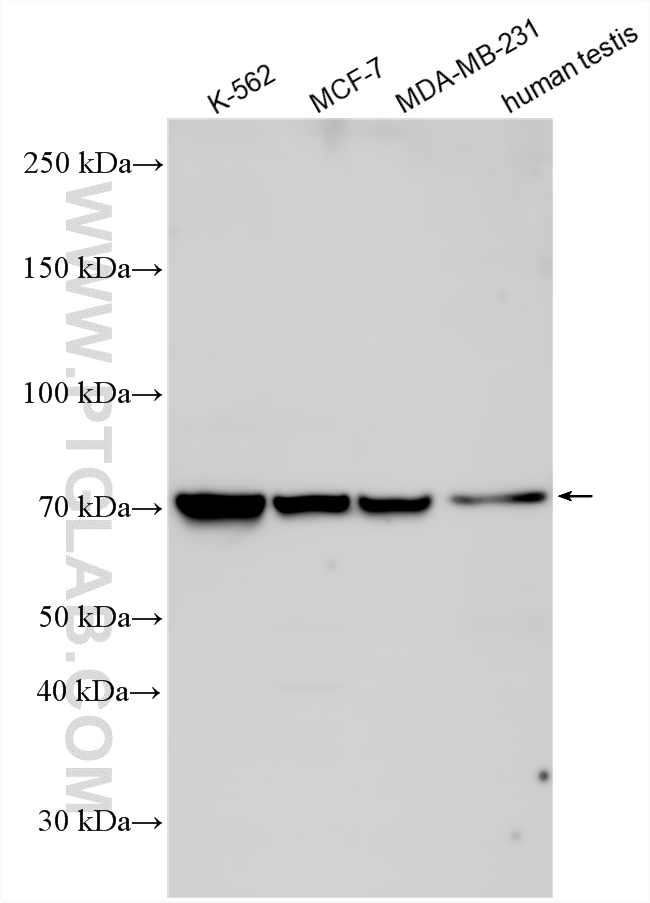 WB analysis using 33841-1-AP