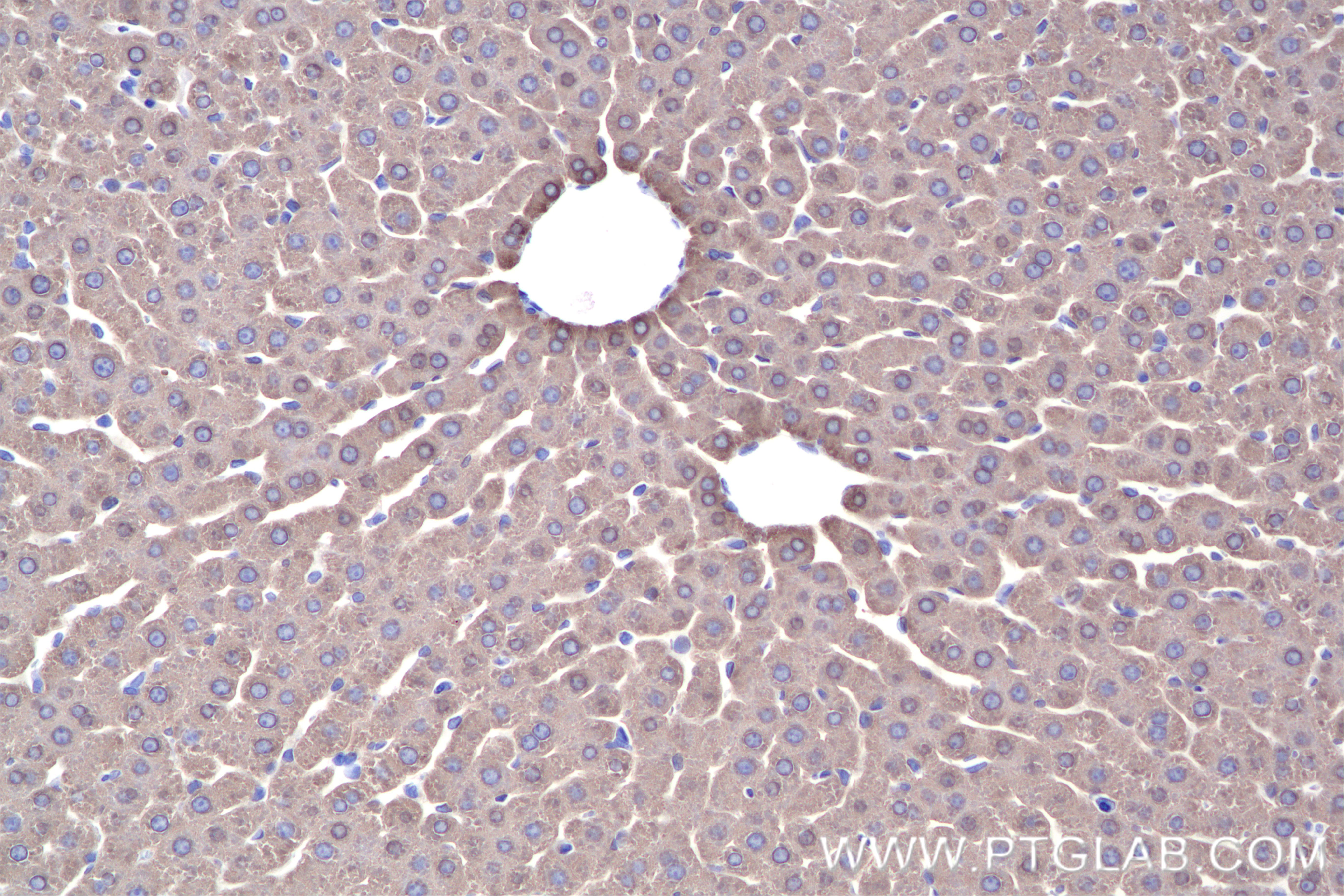 Immunohistochemical analysis of paraffin-embedded rat liver tissue slide using 84931-5-RR (HGD antibody) at dilution of 1:500 (under 20x lens). Heat mediated antigen retrieval with Tris-EDTA buffer (pH 9.0). IHC staining of rat liver using 84931-5-RR