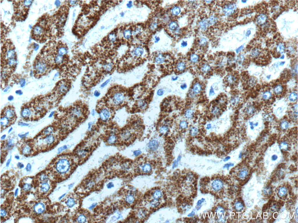 IHC staining of human liver using 10390-1-AP
