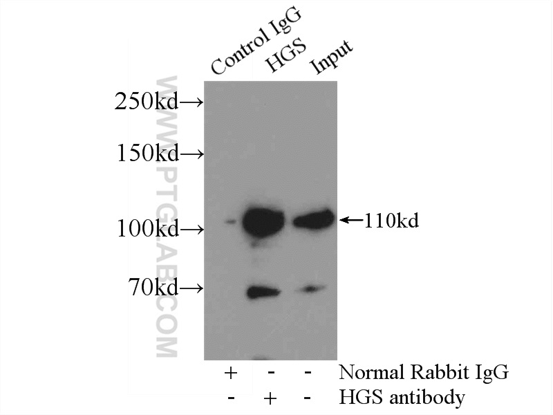 IP experiment of mouse brain using 10390-1-AP