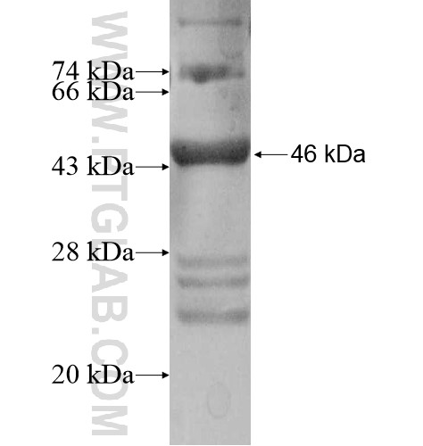 HHATL fusion protein Ag10585 SDS-PAGE