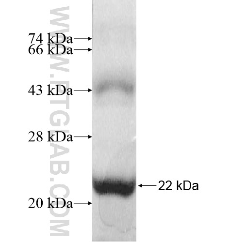 HHATL fusion protein Ag11025 SDS-PAGE HHATL fusion protein Ag11025 SDS-PAGE