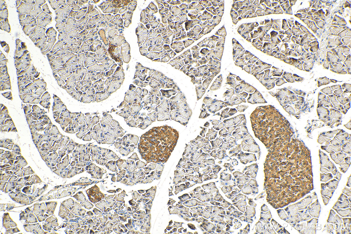 IHC staining of mouse pancreas using 29466-1-AP
