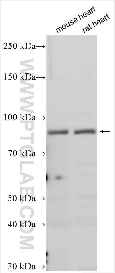 WB analysis using 29466-1-AP