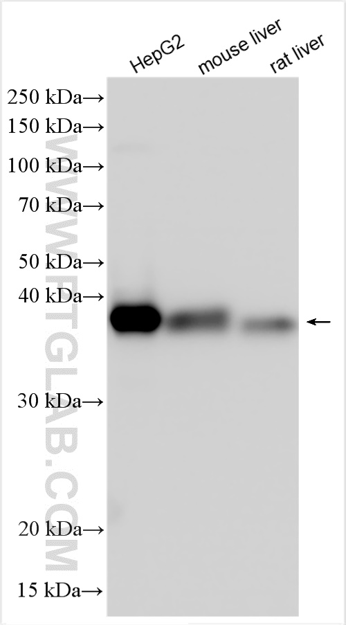 WB analysis using 14603-1-AP