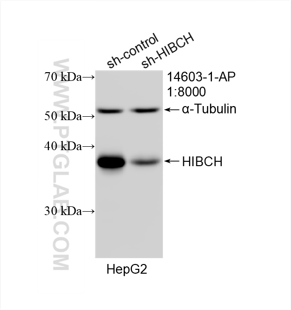 WB analysis of HepG2 using 14603-1-AP