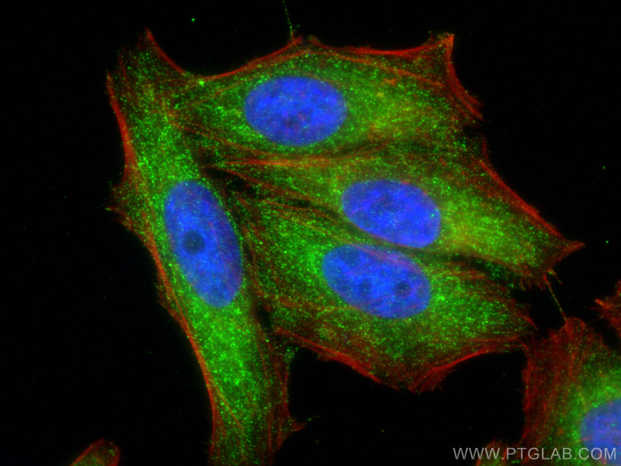 IF Staining of HepG2 using 68157-1-Ig