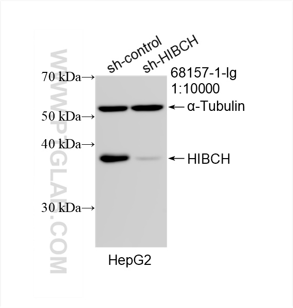 WB analysis of HepG2 using 68157-1-Ig