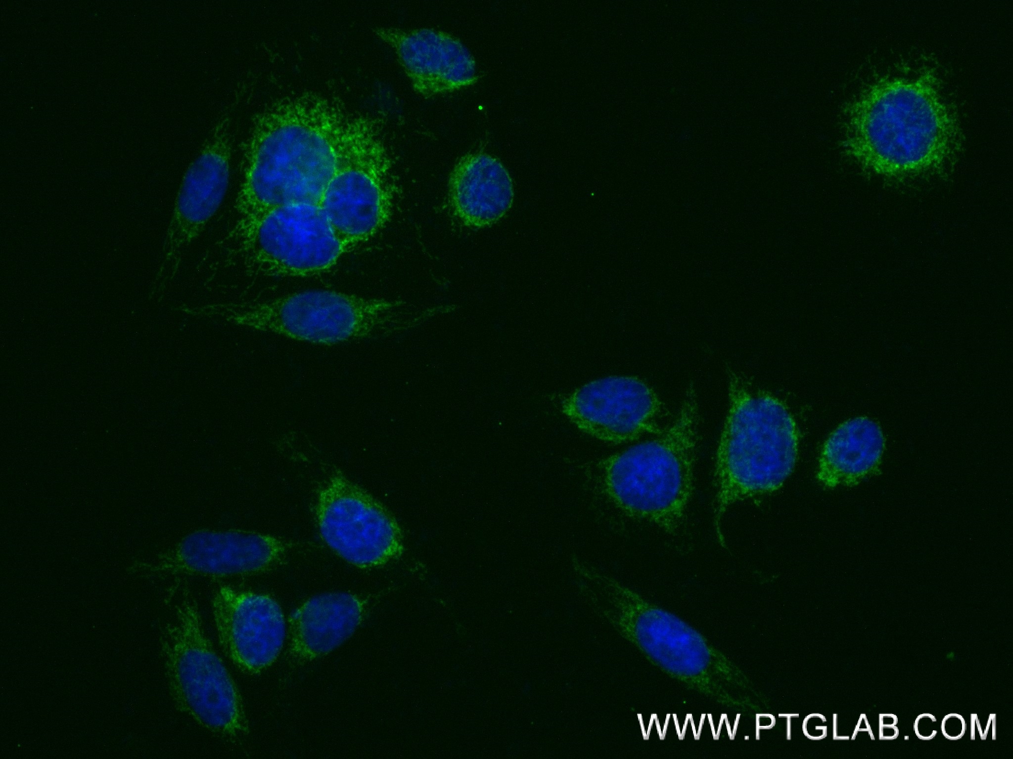 IF Staining of HepG2 using 83569-1-RR