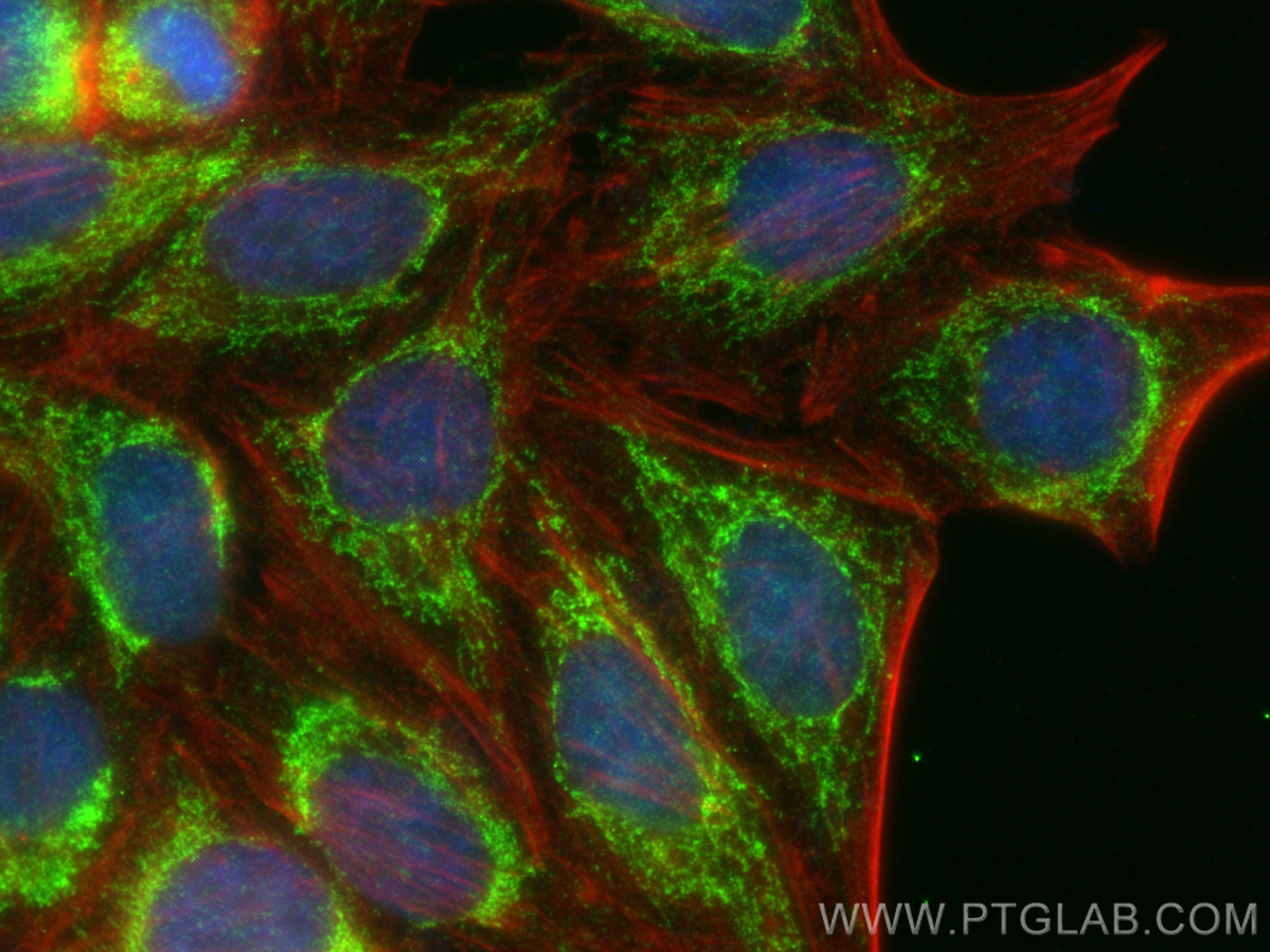 IF Staining of HepG2 using 83569-1-RR