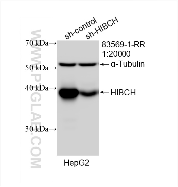 WB analysis of HepG2 using 83569-1-RR