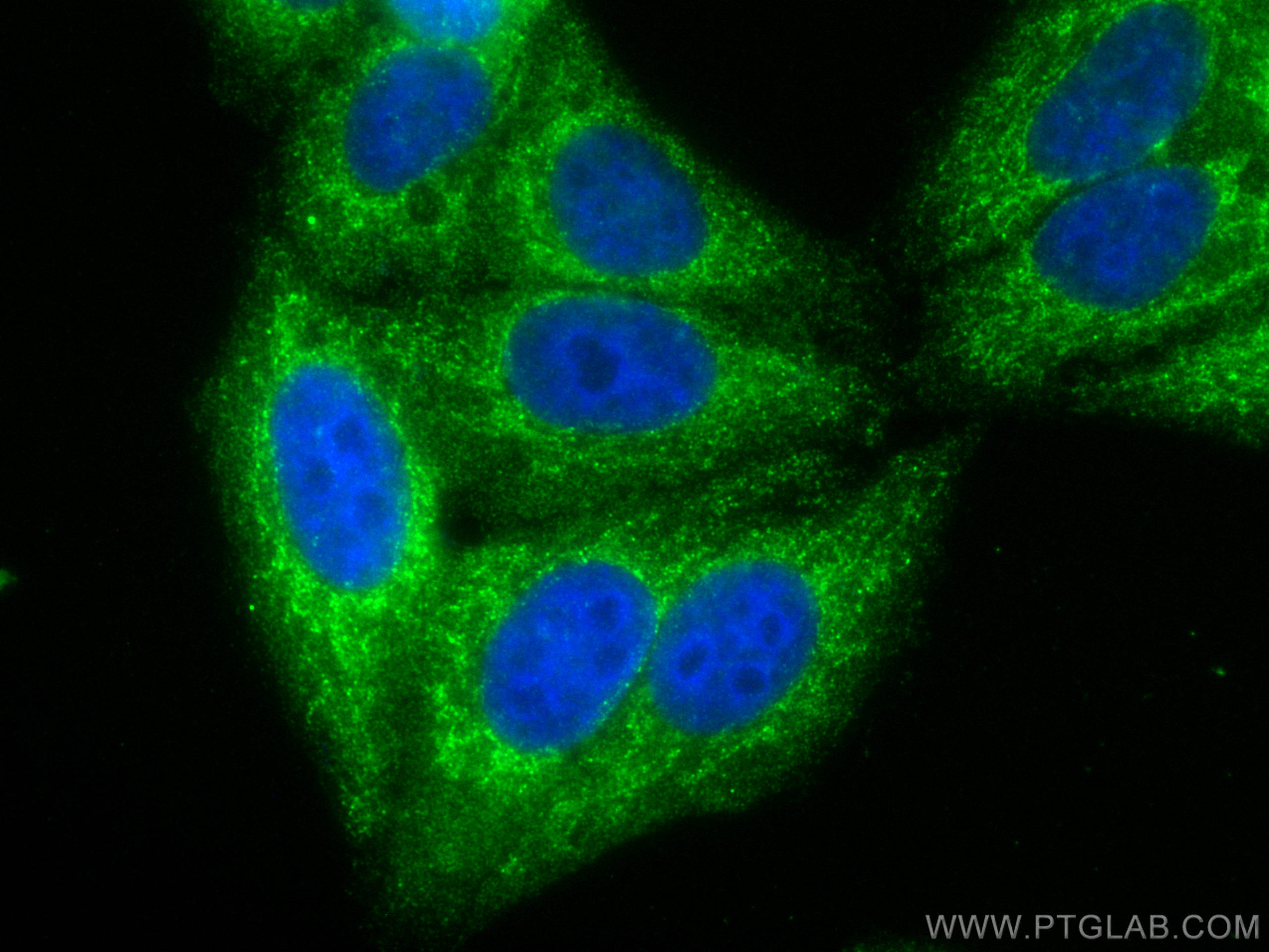 IF Staining of HepG2 using CL488-68157