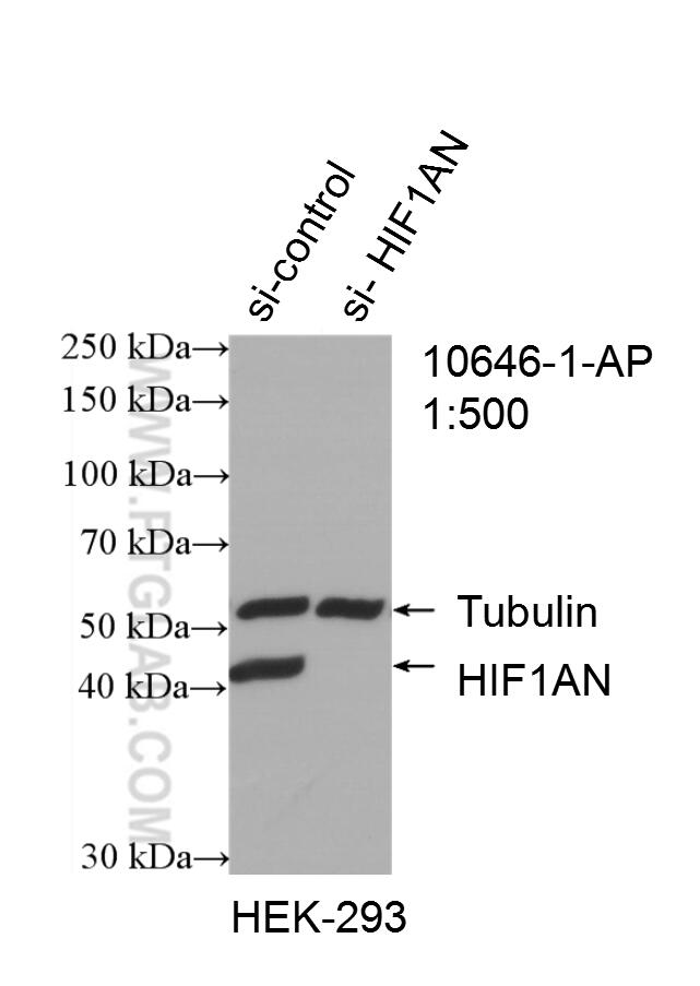 WB analysis of HEK-293 using 10646-1-AP