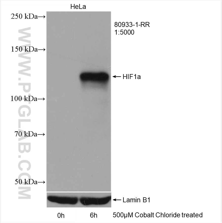 WB analysis of HeLa using 80933-1-RR