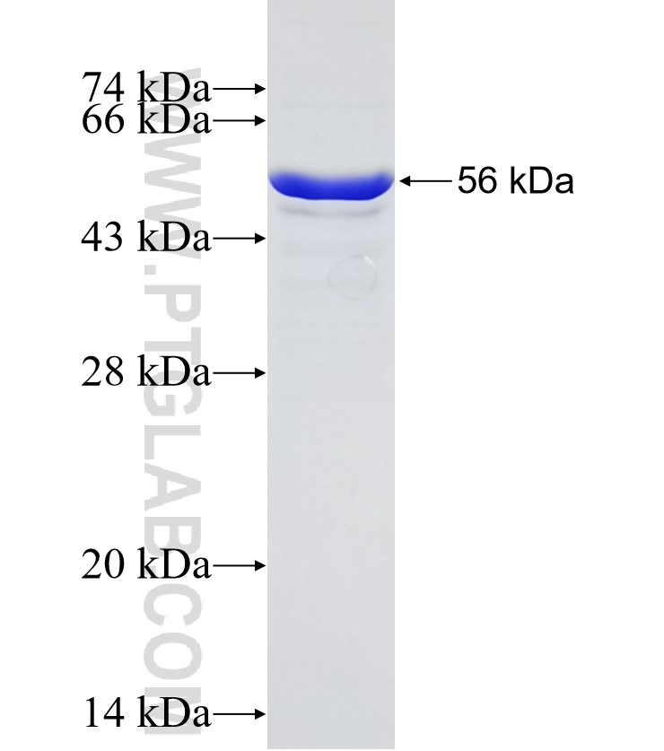 HIF1a fusion protein Ag15198 SDS-PAGE