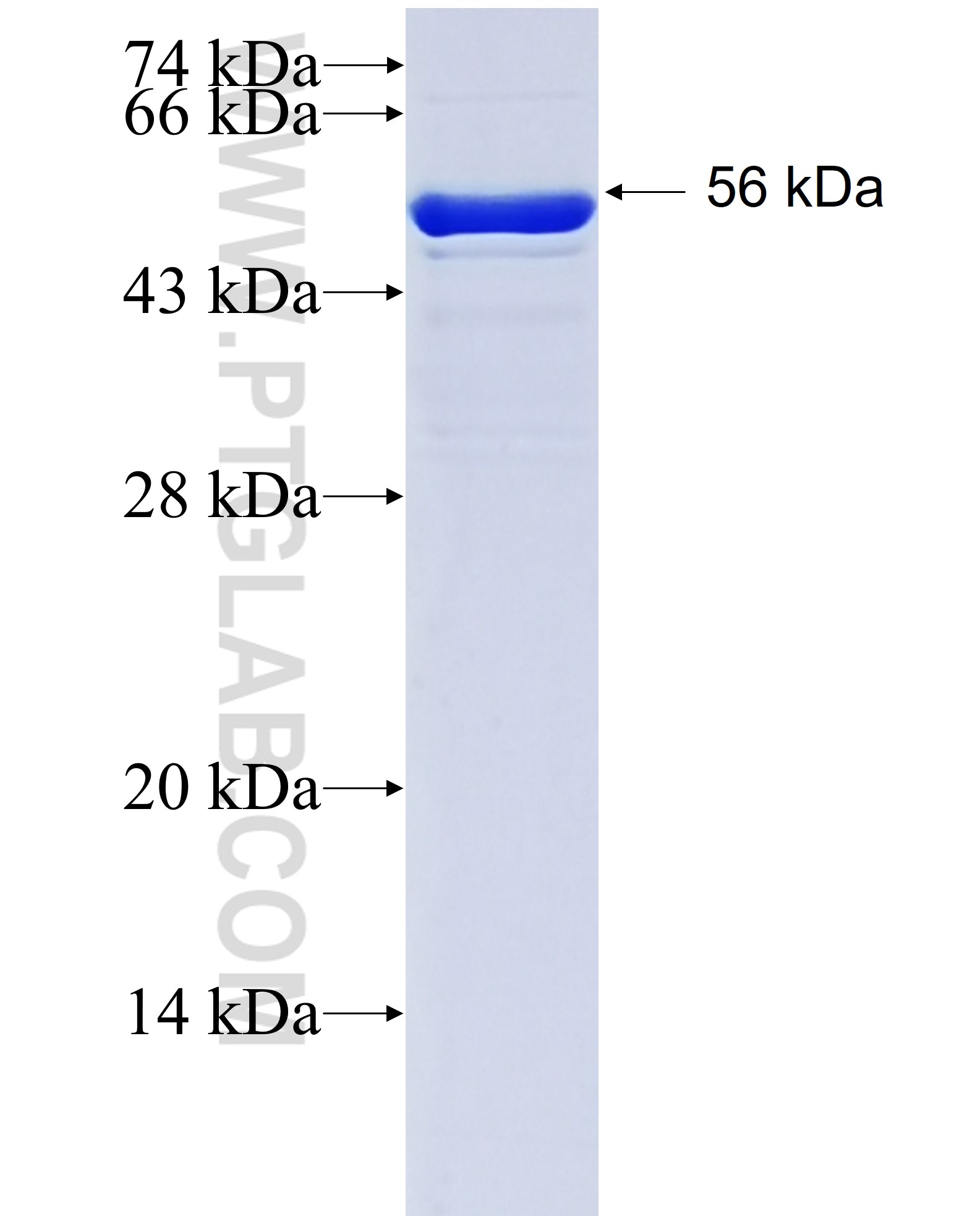 HIF1a fusion protein Ag15198 SDS-PAGE